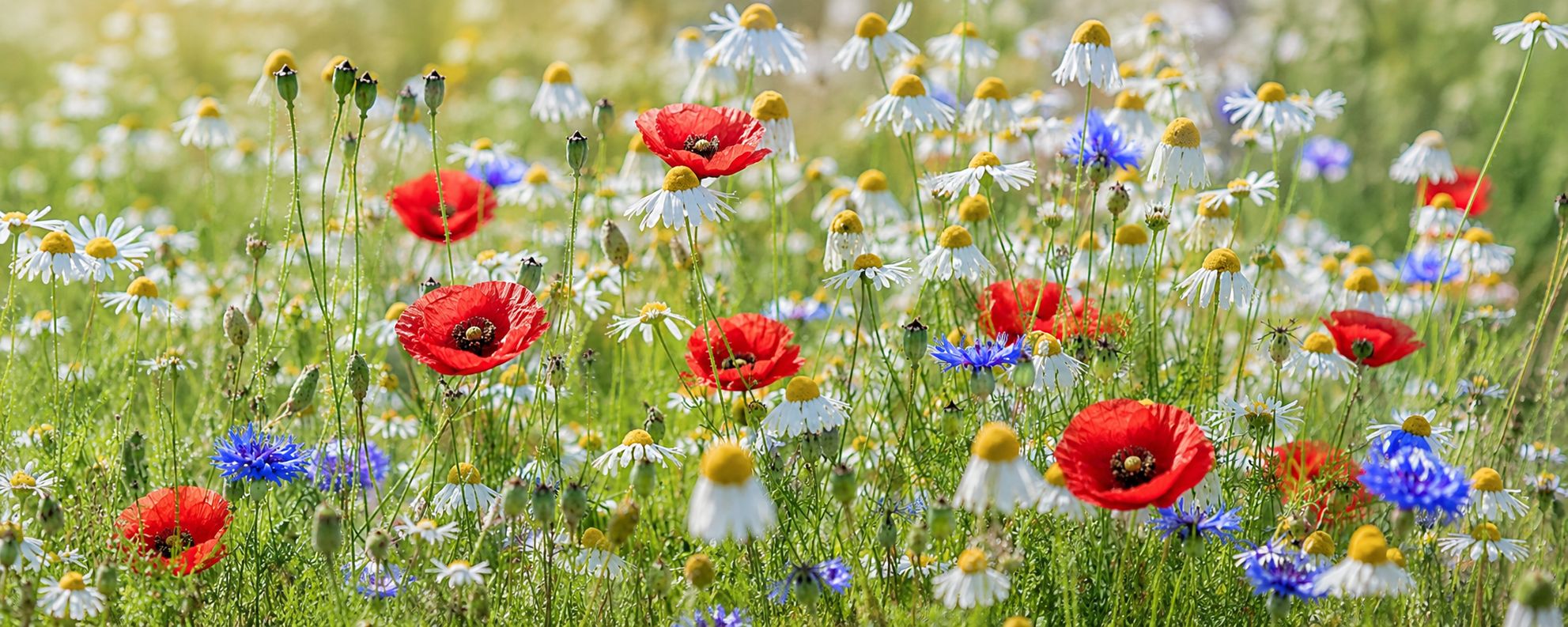 Champ de fleurs